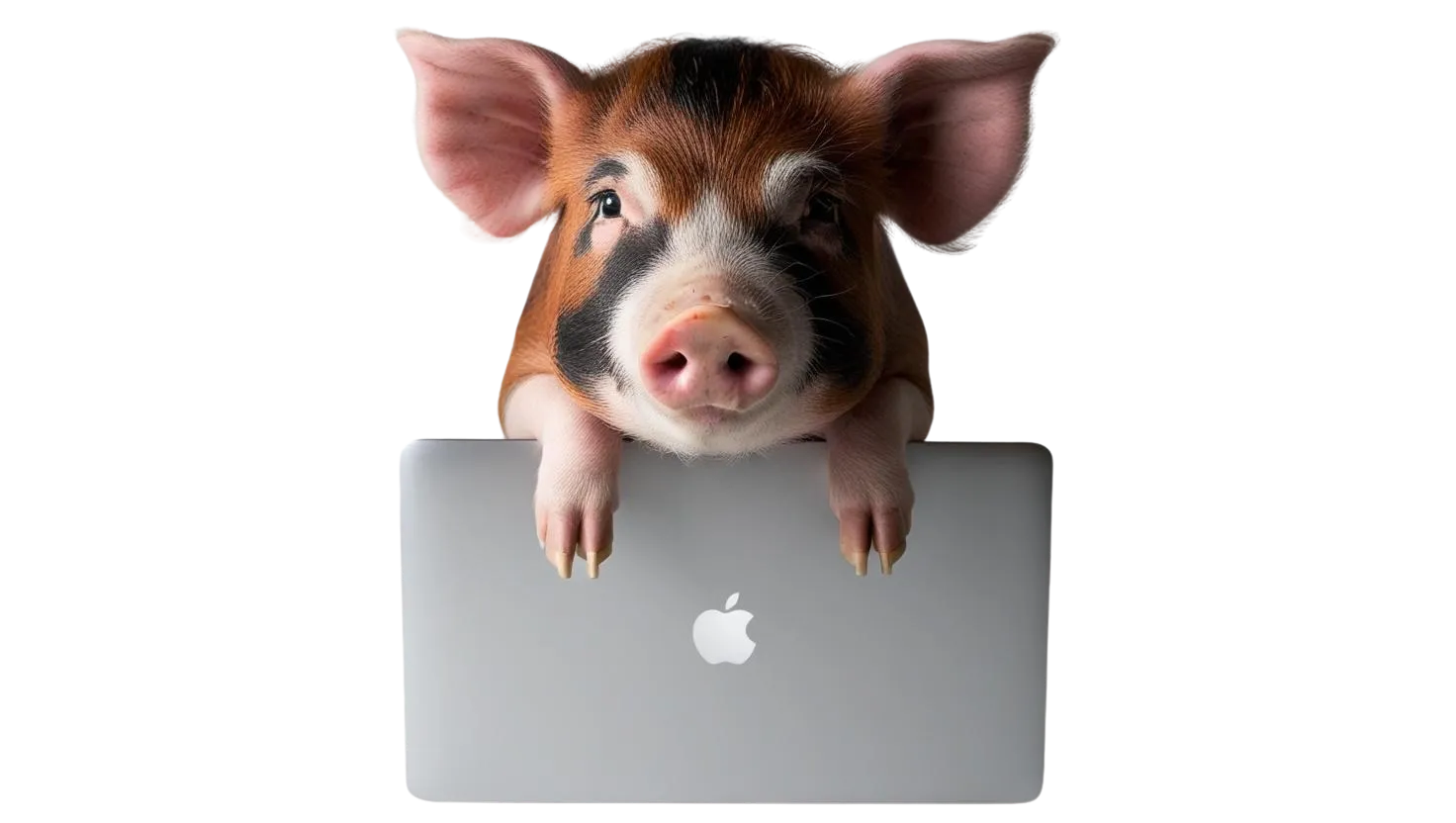 Pig on Laptop